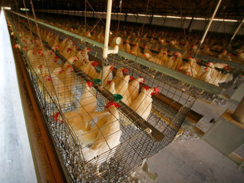 Caged hens in US