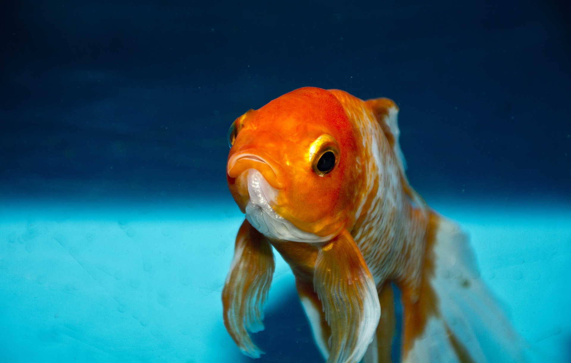 gold fish vis goudvis 