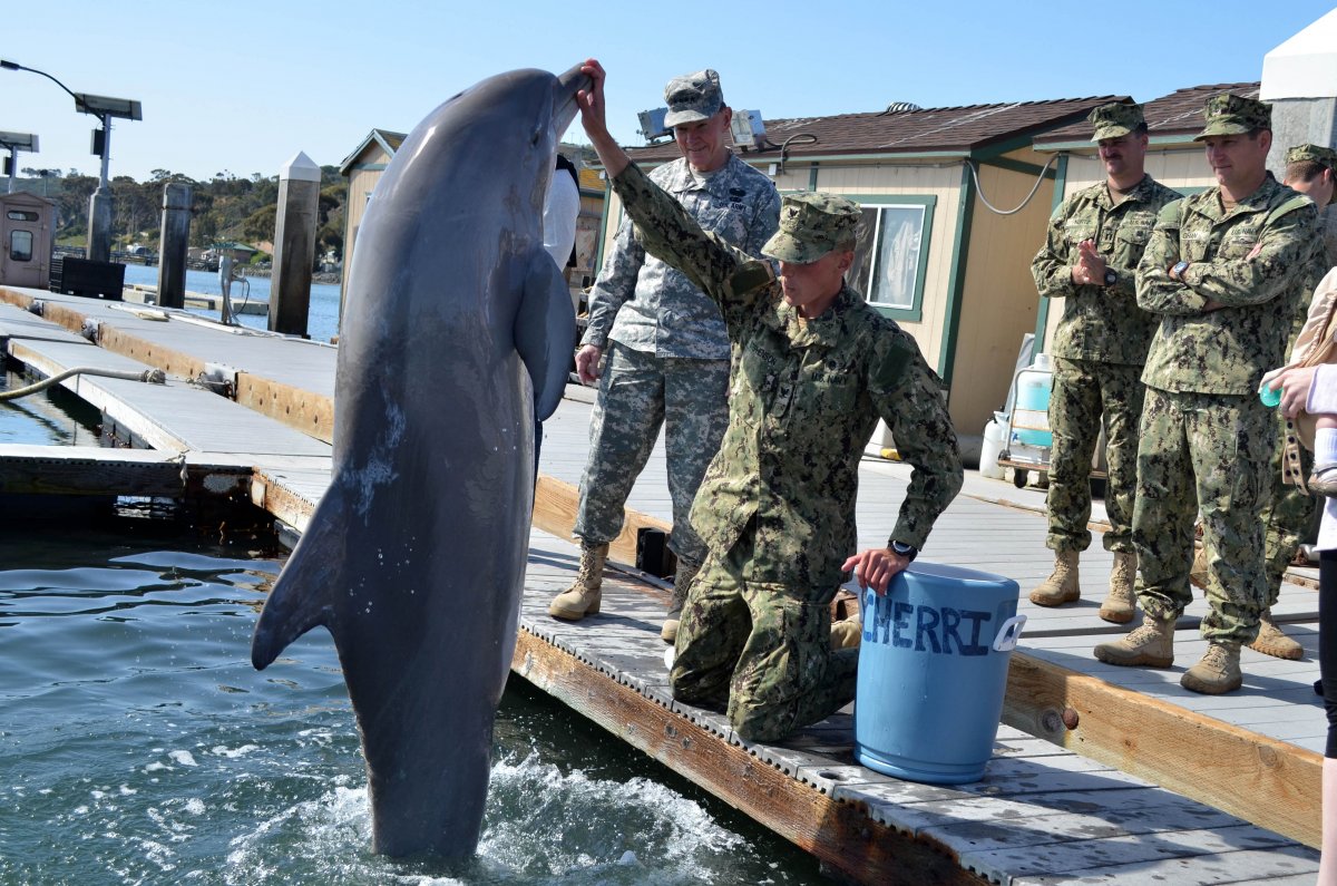 A former Navy officer turned animal activist also claims the CIA asked him to train dolphins to plant explosives on enemy ships in the 1970s, but he turned them down. Animal activists still voice their opposition to the military use of dolphins.