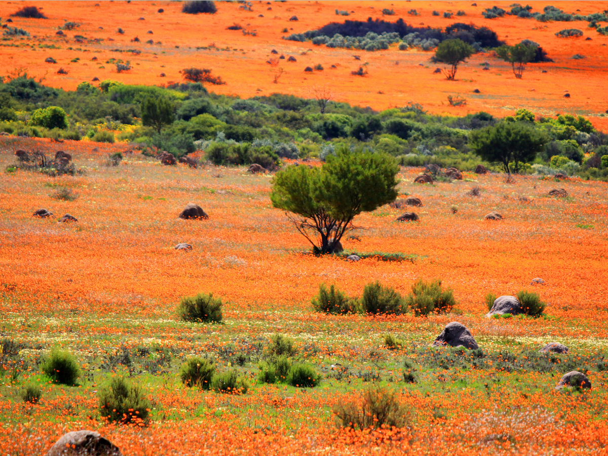 journey-to-namaqualand-an-arid-region-that-stretches-over-some-600-miles-in-namibia-and-south-africa