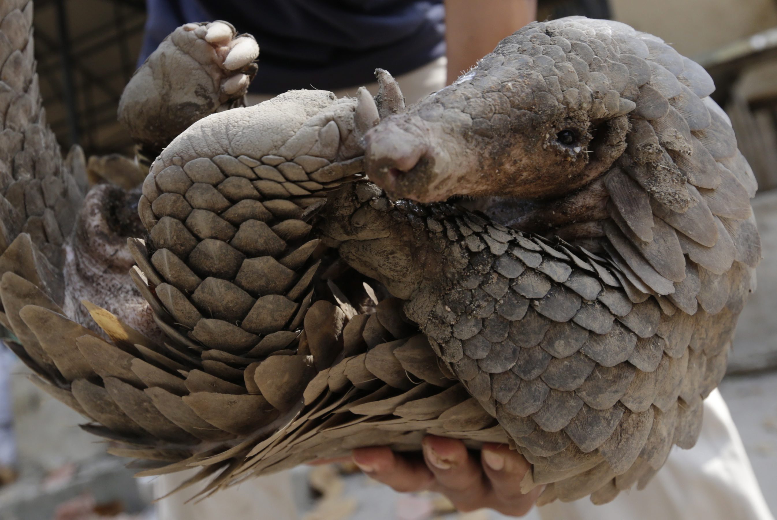 2016-02-20 09:51:18 epa05171525 A Cambodian animal keeper carries a male pangolin at Phnom Tamao Wildlife Rescue Center in Takeo province, Cambodia, 20 February 2016. The world marks the annual Pangolin Day on 20 February to raise awareness for pangolin conservation, as they estimated that every year about 10,000 pangolins are trafficked. EPA/MAK REMISSA