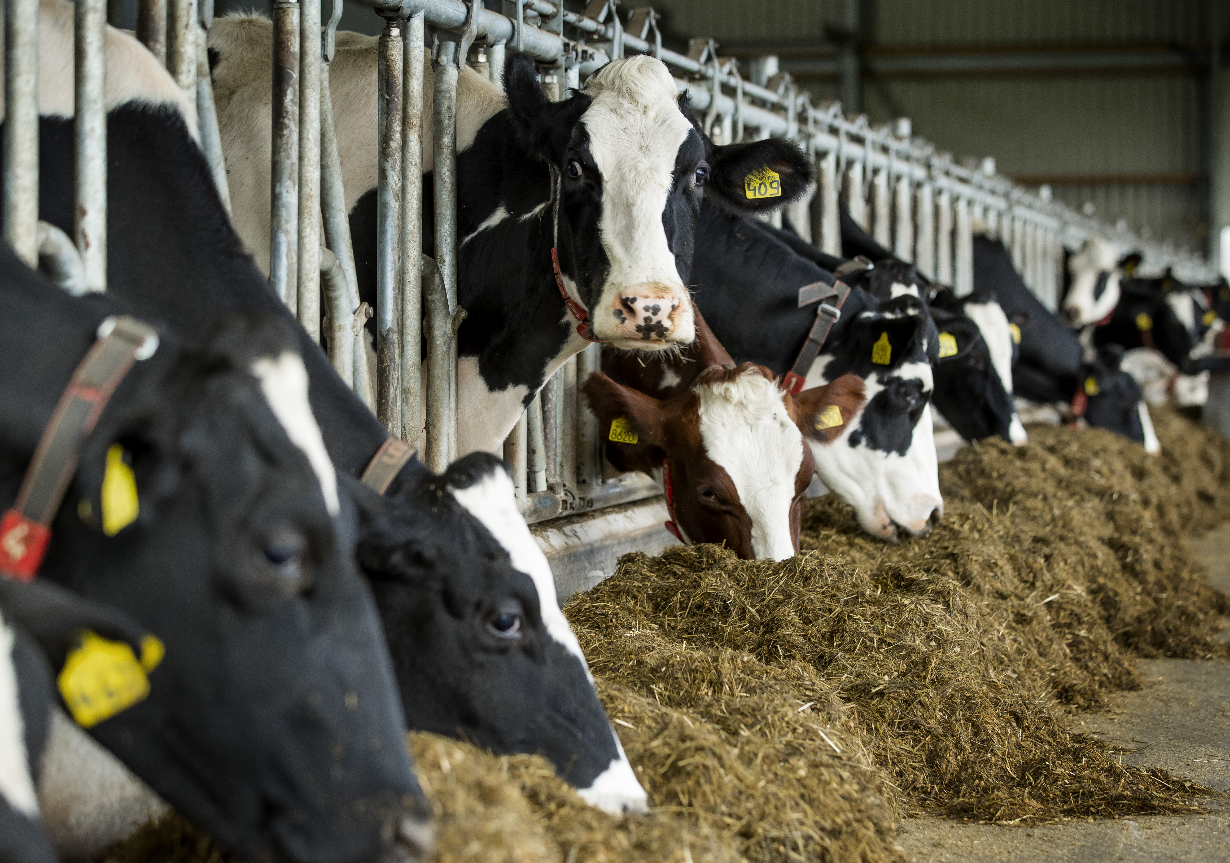 2016-11-17 16:01:37 MUIDERBERG - Koeien in de stal bij een melkveehouderij. ANP XTRA KOEN SUYK
