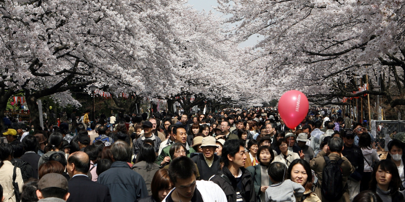 Japan crowd under cherry blossom
