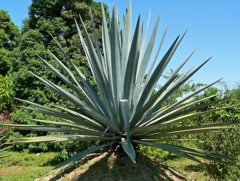 Agave tequilana used to make tequila