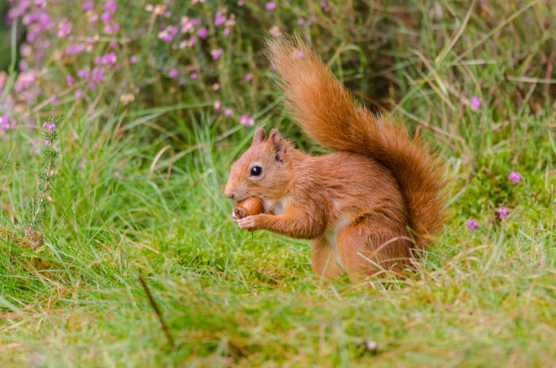 red squirrel prince charles prince william