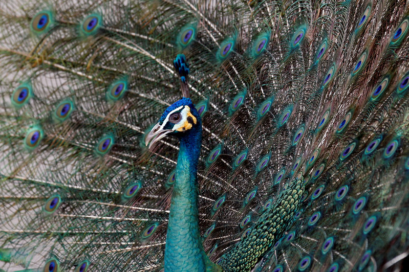 FILE PHOTO: A peacock spreading its feathers is seen at the Wat Phra Dhammakaya temple, in Pathum Thani province, Thailand March 10, 2017. REUTERS/Chaiwat Subprasom/File Photo