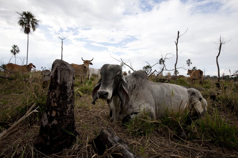 Cattle ranching and forest destruction