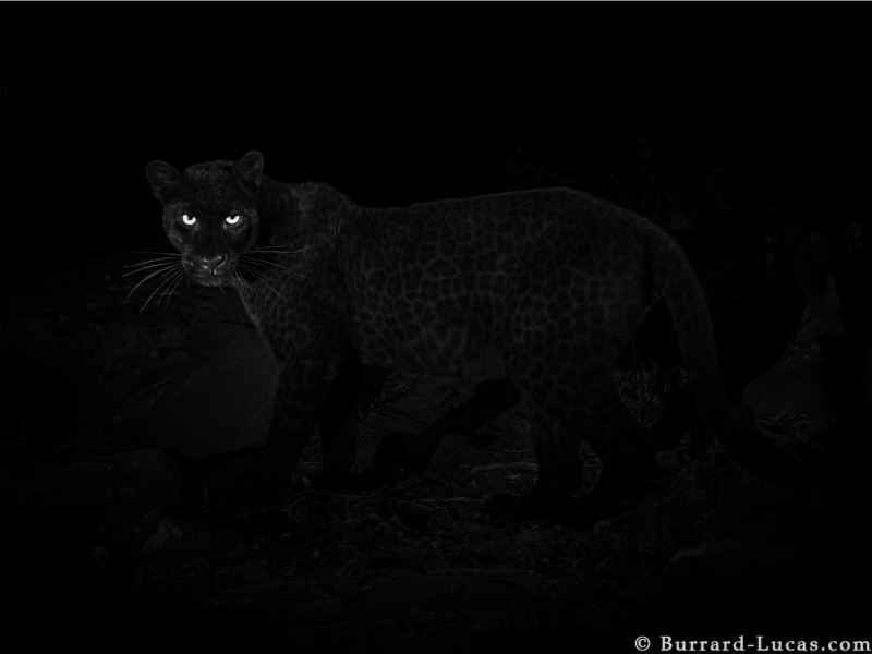Black leopard in Africa
