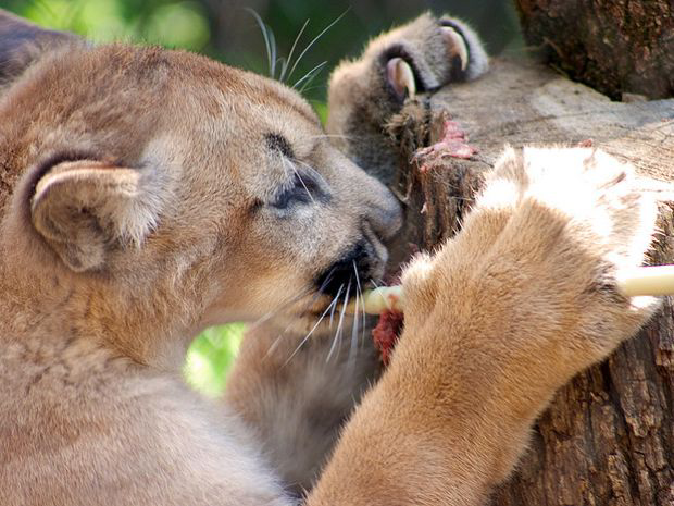 mountain lion eating meat