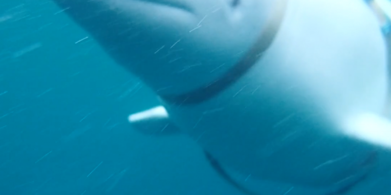 whale beluga russia harness norway