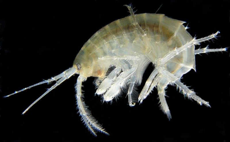 The shrimp-like Gammarus roeseli