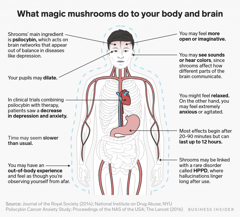 how magic mushrooms affect the body and brain denver psychedelics