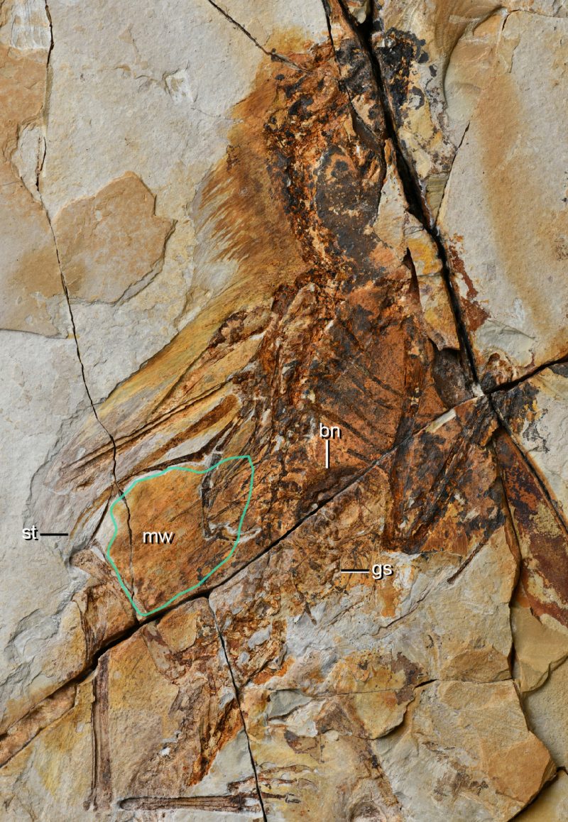 dino fossil