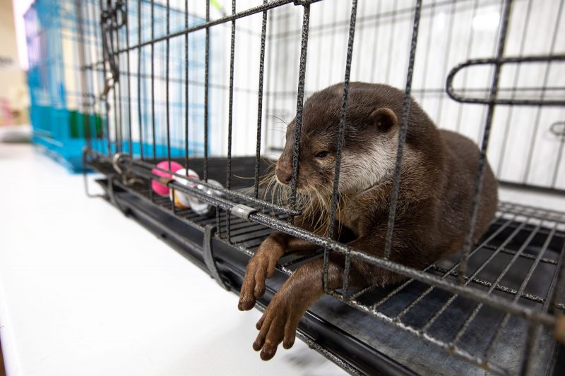 asian small clawed otter