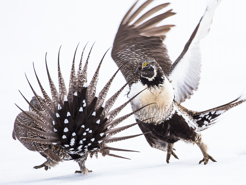 Greater Sage-Grouse. Photo: Elizabeth Boehm/Audubon Photography Awards