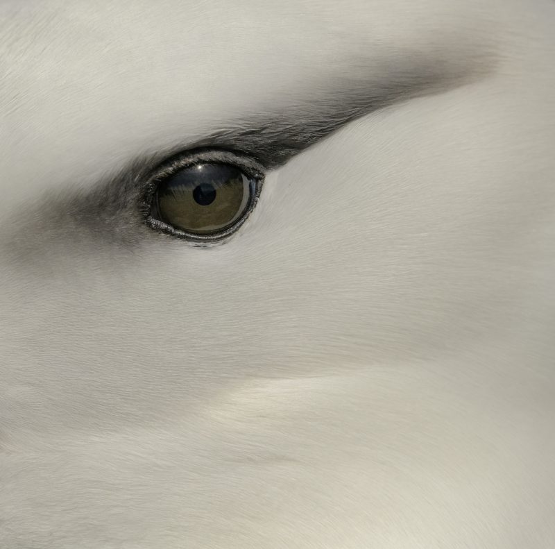 Black-browed Albatross. Photo: Ly Dang/Audubon Photography Awards
