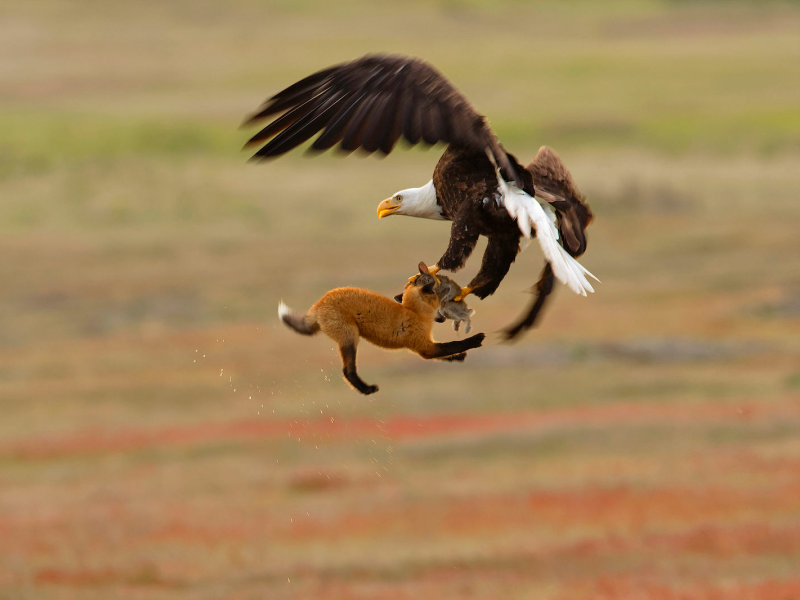 Bald Eagle and red fox. Photo: Kevin Ebi/Audubon Photography Awards
