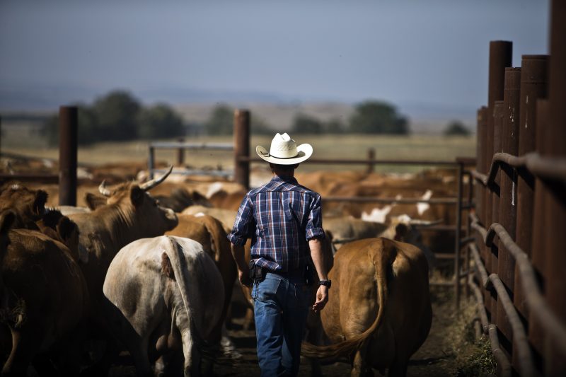 US beef trade exports imports cattle ranchers ranch farming agriculture cows cow herding 2