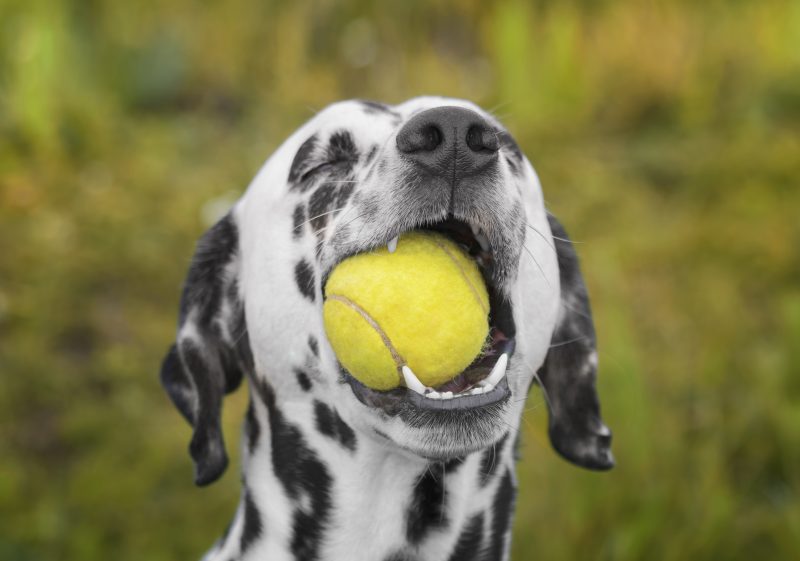 dog play tennis ball