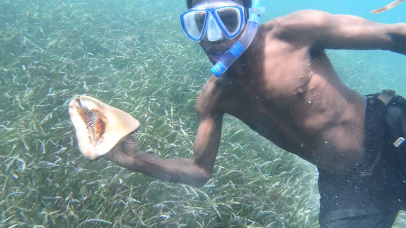 Diving for conch