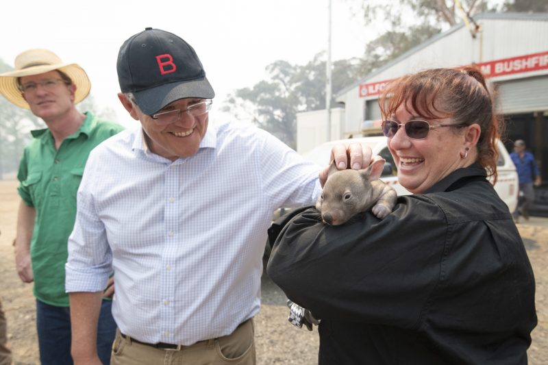 Een baby-wombat die is gered van de vuurzee