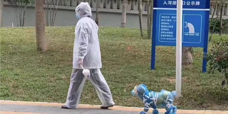 Dog with mask in Suzhou, China
