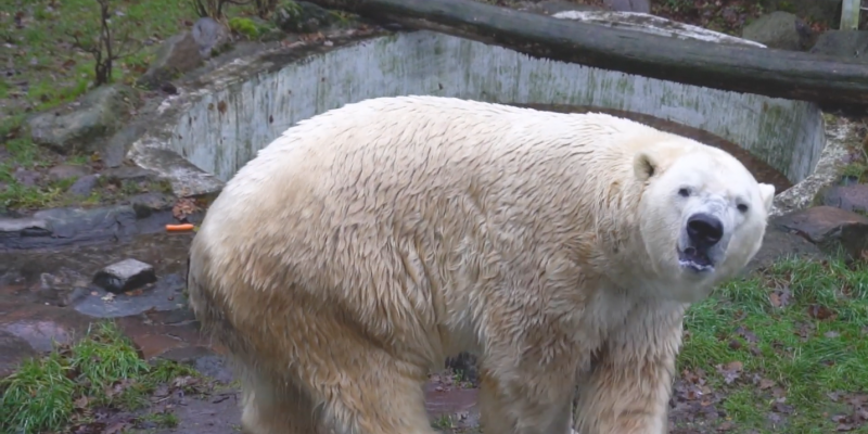 A polar bear Tierpark Neumünster eV