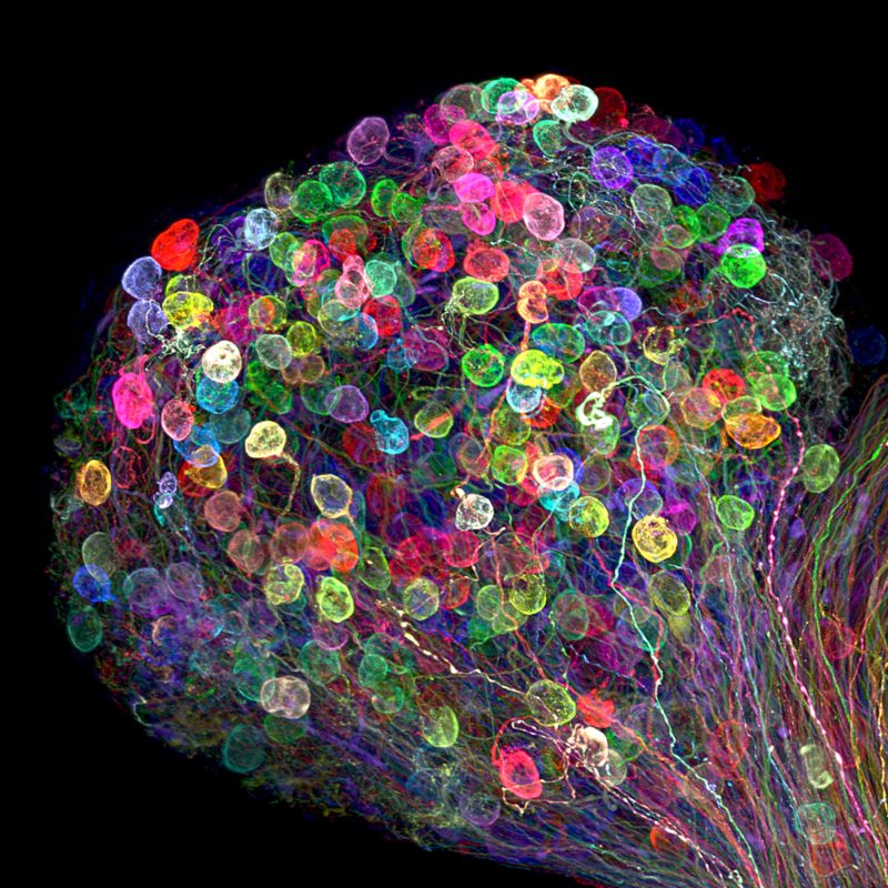 07 brainbow neural cell axons ganglion chick embryo egawa nikon small world microscope image