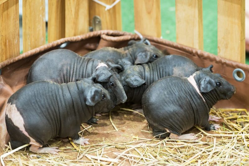 house hippos skinny guinea pigs