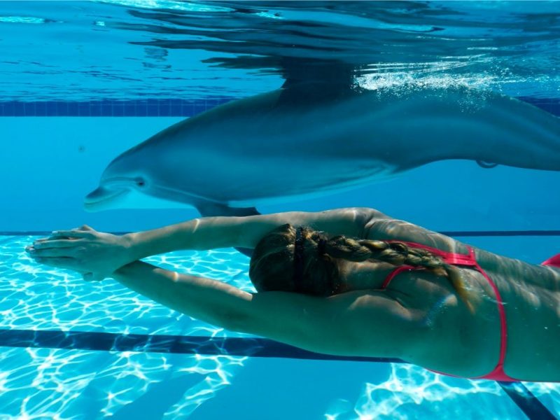 Edge Dolphin w swimmer2