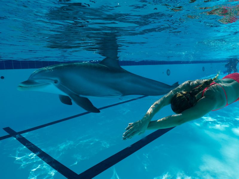 Edge Dolphin w swimmer3