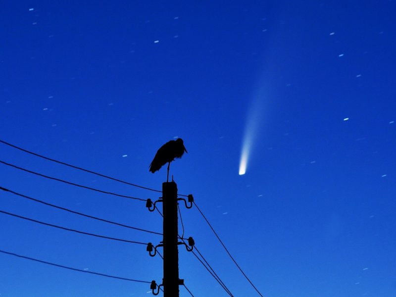 comet neowise horizon bird power lines GettyImages 1226598506