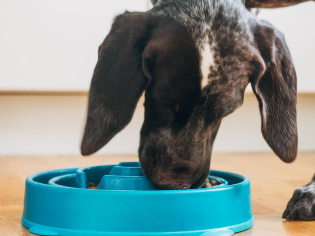 outward hound fun feeder bowl