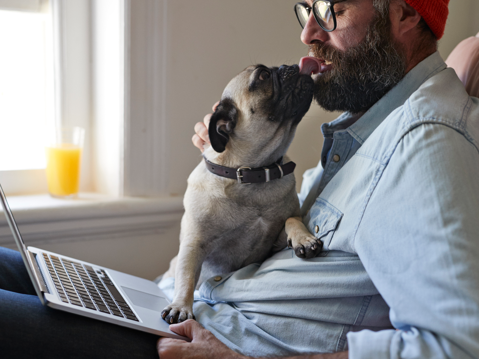 Man with laptop kissing Pug