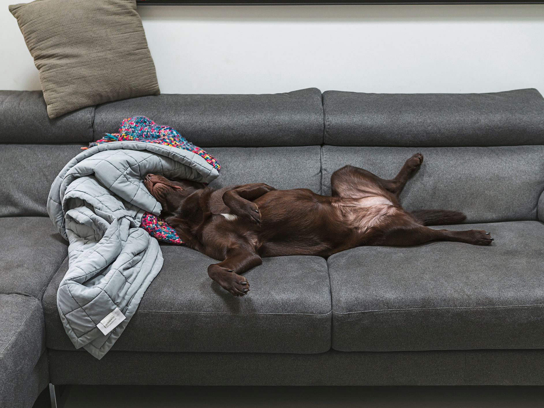 Labrador asleep on sofa