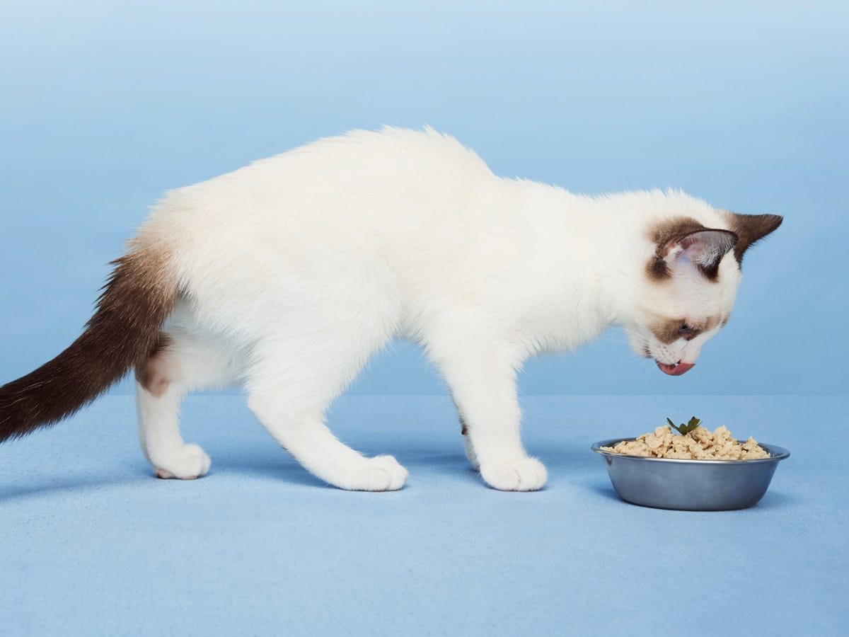 Smalls Cat food review