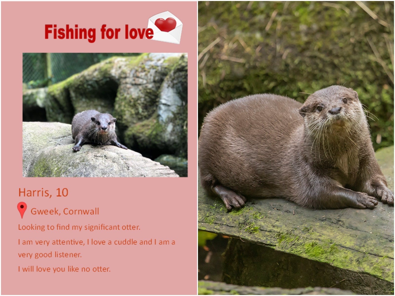The Cornish Seal Sanctuary made an otter named Harris an online dating profile.