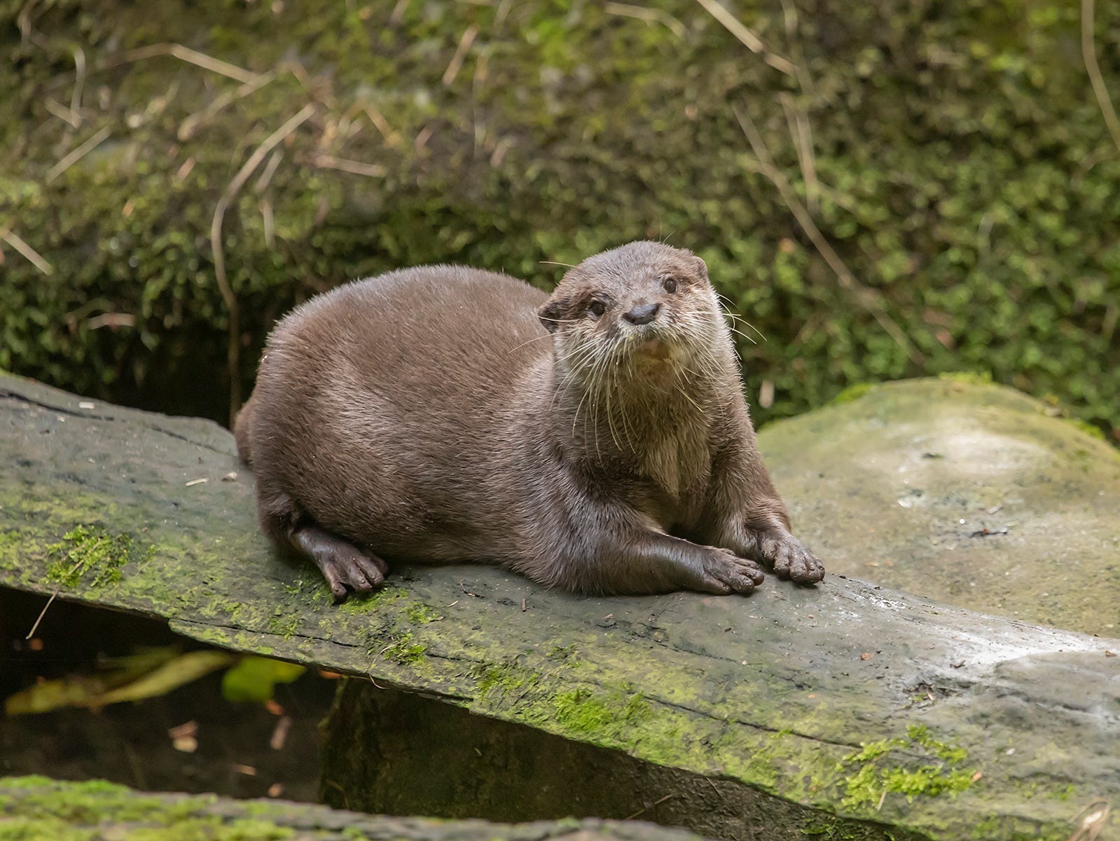 Harris is an Asian short-clawed otter.
