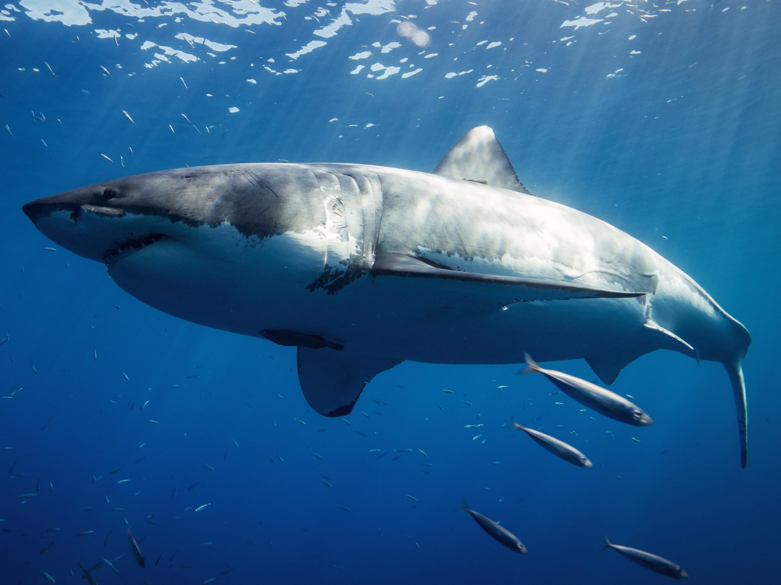 A great white shark at Guadalupe Island, Mexico.