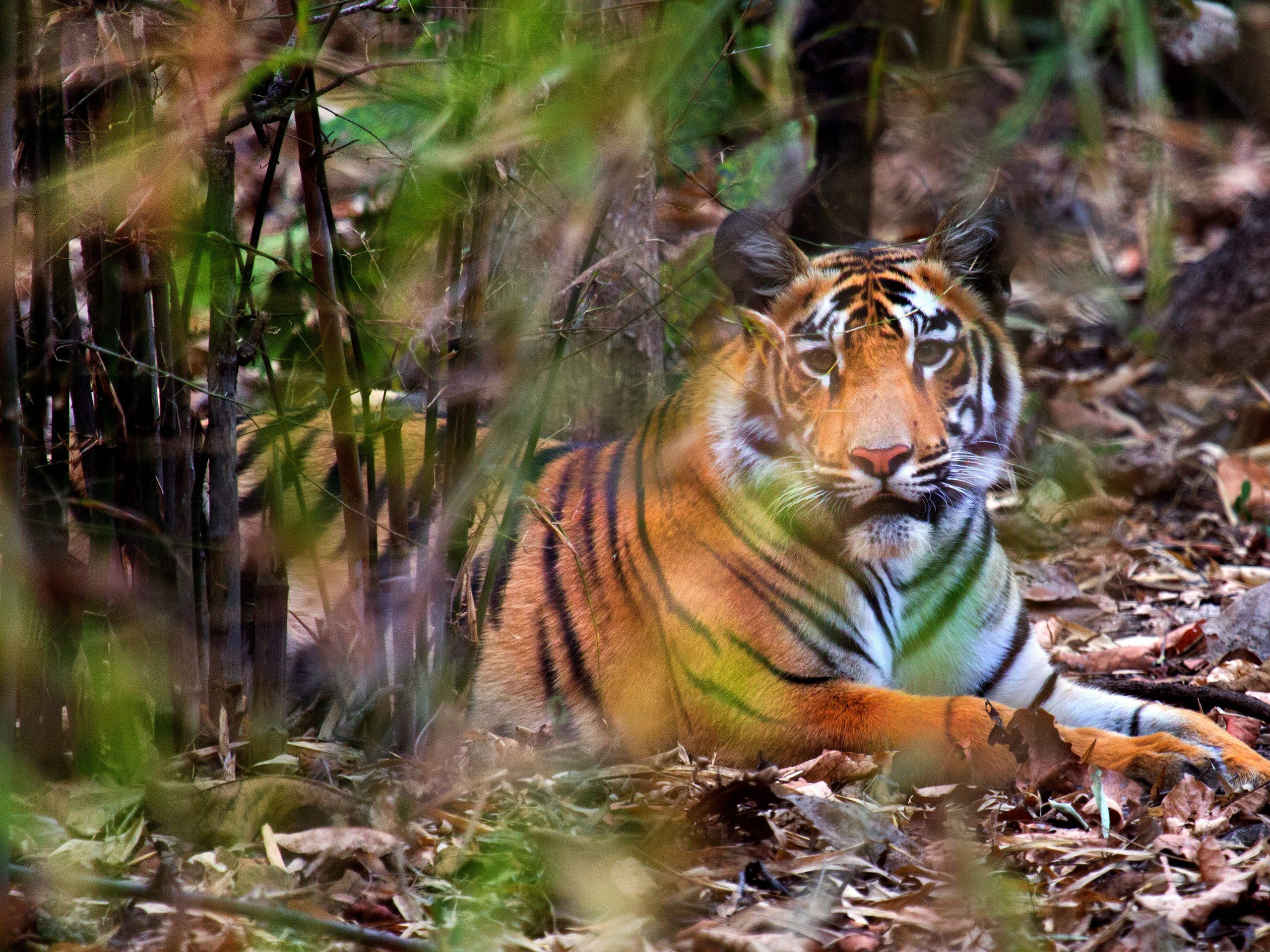 Tiger at the Tadoba-Andhari Tiger Reserve, Maharashtra