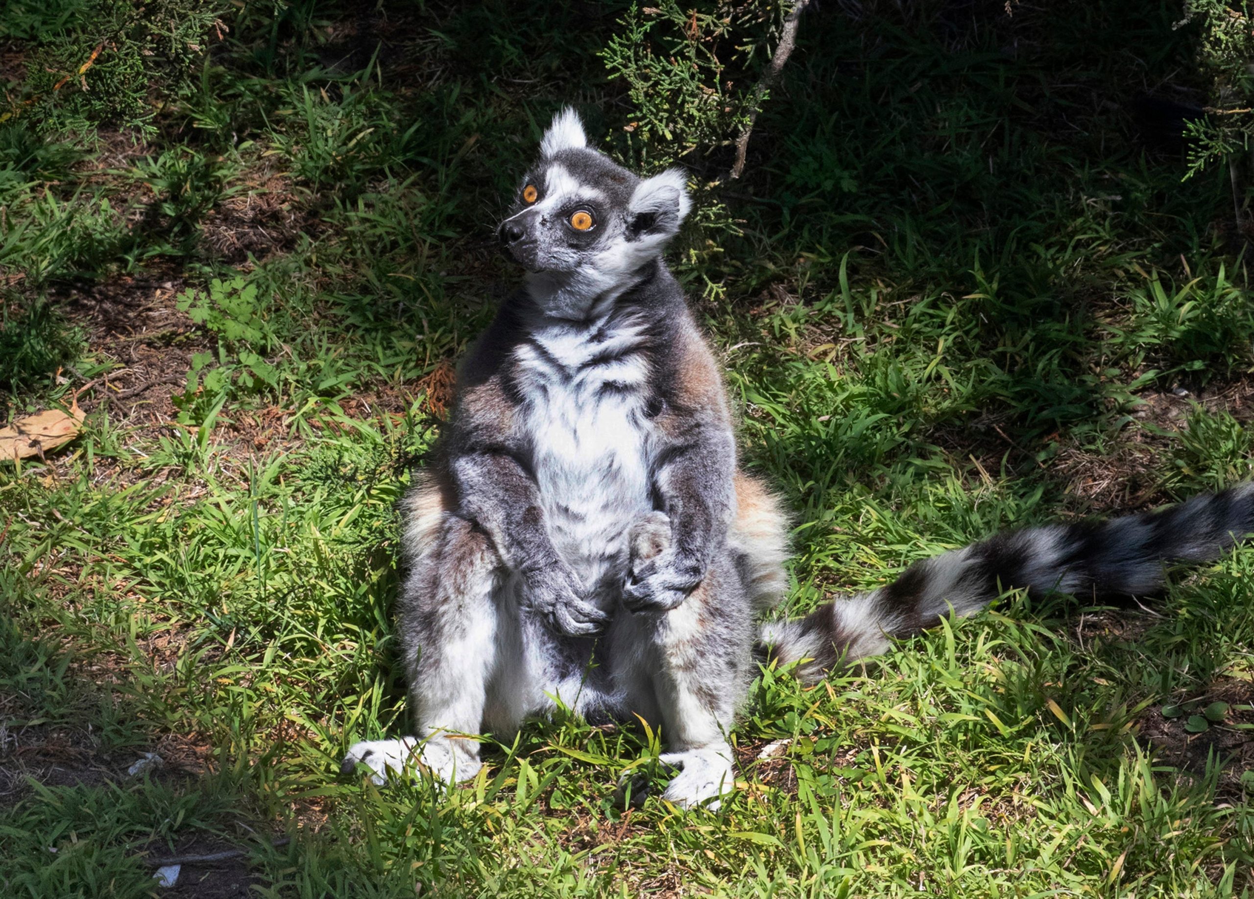 maki the lemur