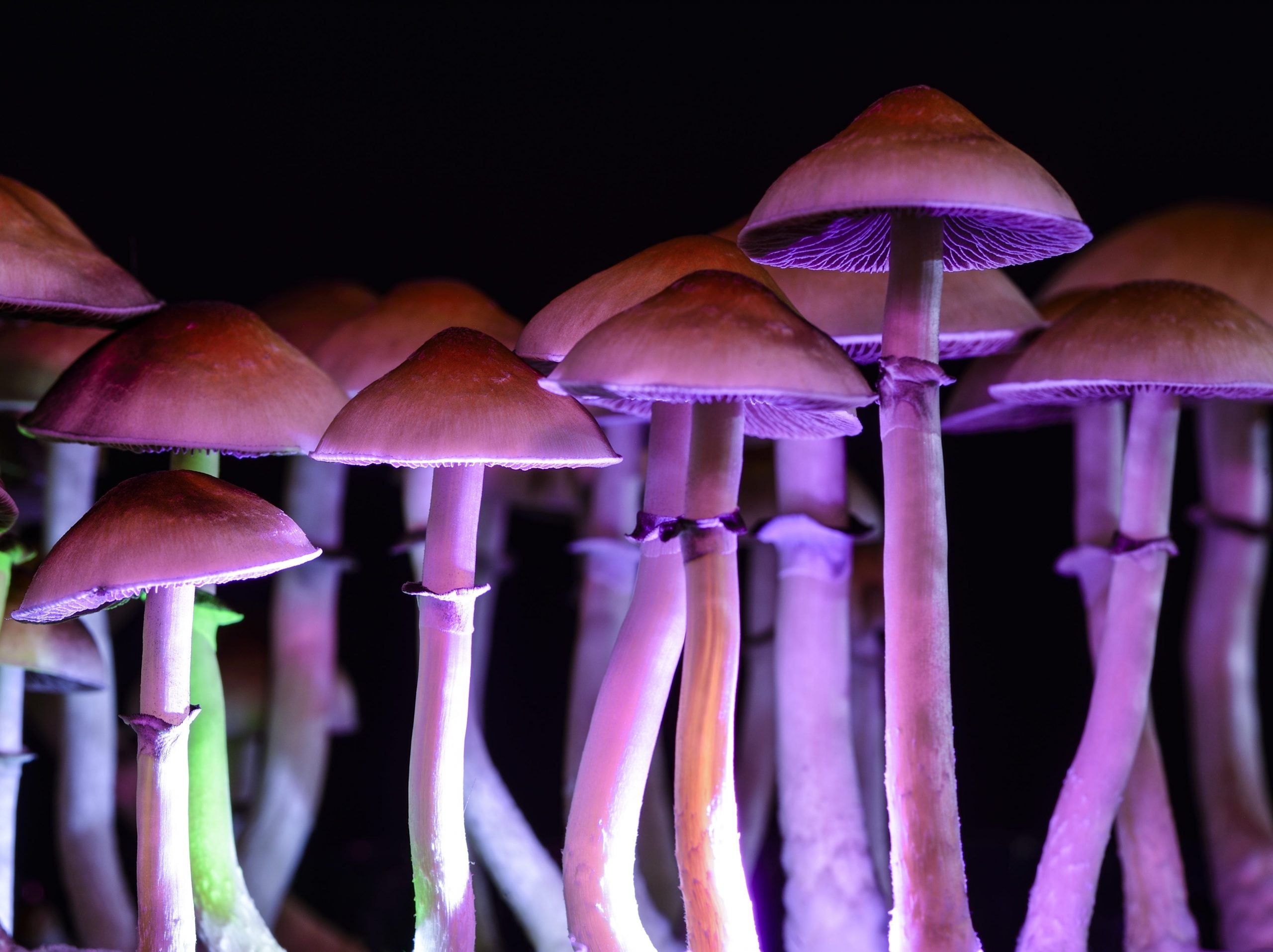 Magic mushrooms psychedelic psilocybin