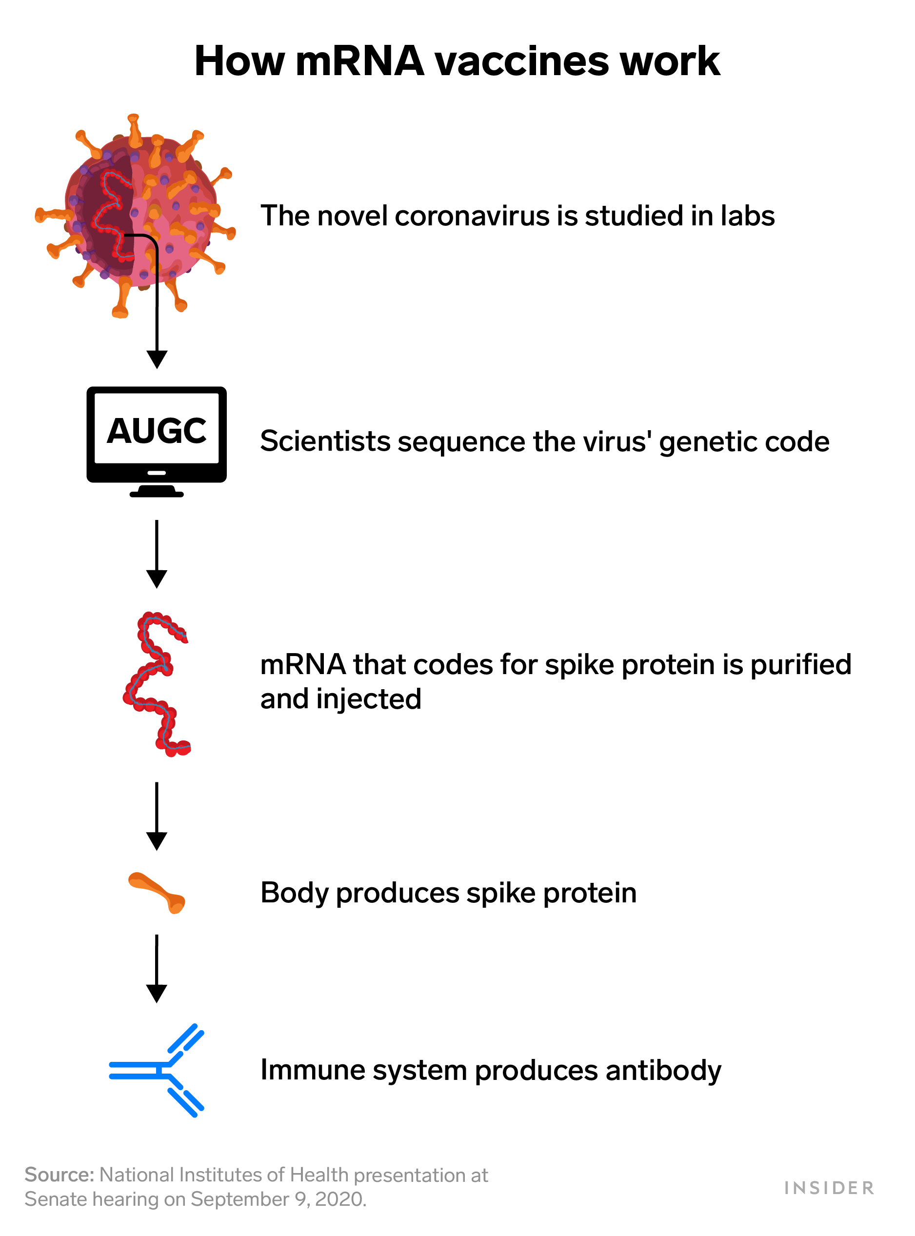 how mRNA vaccines work infographic